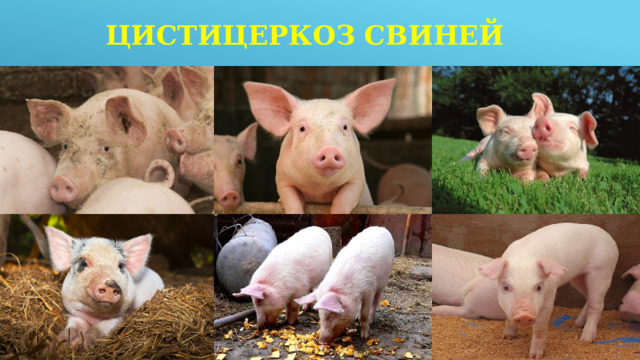 Цистицеркоз свиней 