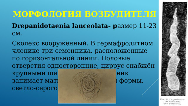 Морфология возбудителя Drepanidotaenia lanceolata- р азмер 11-23 см. Сколекс вооружённый. В гермафродитном членике три семенника, расположенные по горизонтальной линии. Половые отверстия односторонние, циррус снабжён крупными шипами. Зрелый членик занимает матка. Яйца овальной формы, светло-серого цвета, зрелые. 