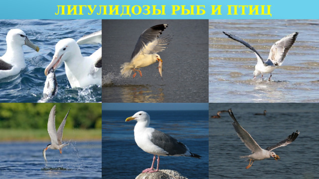 Лигулидозы рыб и птиц 