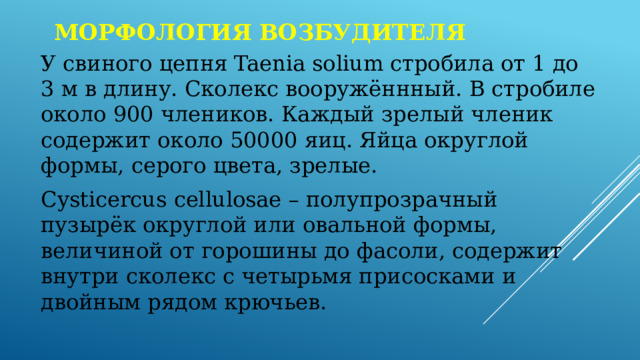 Морфология возбудителя У свиного цепня Taenia solium стробила от 1 до 3 м в длину. Сколекс вооружённный. В стробиле около 900 члеников. Каждый зрелый членик содержит около 50000 яиц. Яйца округлой формы, серого цвета, зрелые. Cysticercus cellulosae – полупрозрачный пузырёк округлой или овальной формы, величиной от горошины до фасоли, содержит внутри сколекс с четырьмя присосками и двойным рядом крючьев. 