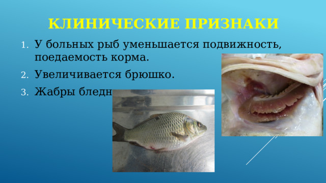 Клинические признаки У больных рыб уменьшается подвижность, поедаемость корма. Увеличивается брюшко. Жабры бледные. 