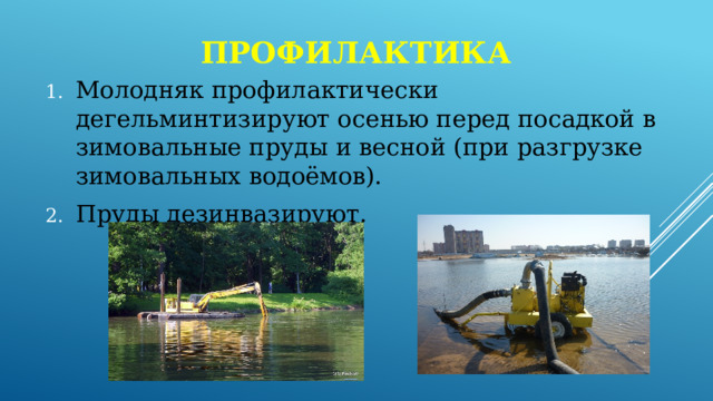профилактика Молодняк профилактически дегельминтизируют осенью перед посадкой в зимовальные пруды и весной (при разгрузке зимовальных водоёмов). Пруды дезинвазируют. 