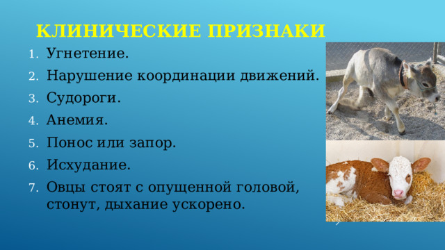 Клинические признаки Угнетение. Нарушение координации движений. Судороги. Анемия. Понос или запор. Исхудание. Овцы стоят с опущенной головой, стонут, дыхание ускорено. 
