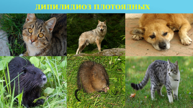 Дипилидиоз плотоядных 