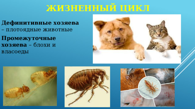Жизненный цикл Дефинитивные хозяева – плотоядные животные Промежуточные хозяева – блохи и власоеды 