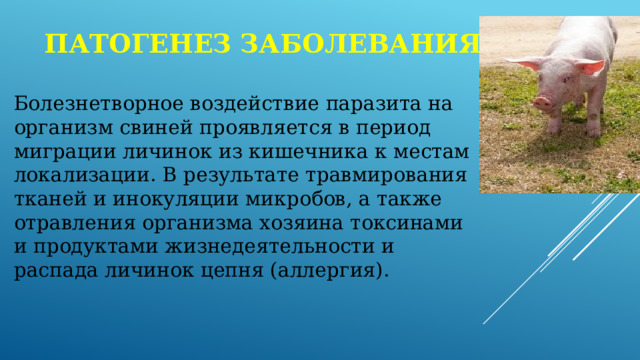 Патогенез заболевания Болезнетворное воздействие паразита на организм свиней проявляется в период миграции личинок из кишечника к местам локализации. В результате травмирования тканей и инокуляции микробов, а также отравления организма хозяина токсинами и продуктами жизнедеятельности и распада личинок цепня (аллергия). 
