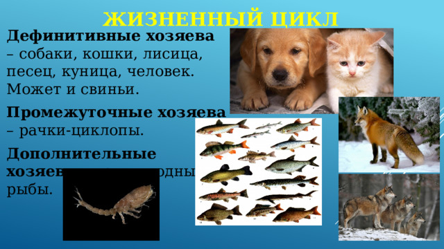 Жизненный цикл Дефинитивные хозяева – собаки, кошки, лисица, песец, куница, человек. Может и свиньи. Промежуточные хозяева – рачки-циклопы. Дополнительные хозяева – пресноводные рыбы. 
