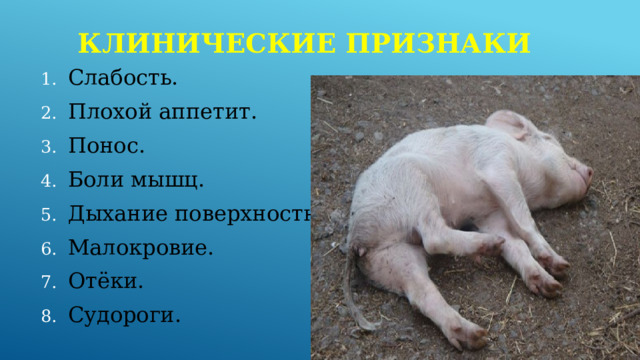 Клинические признаки Слабость. Плохой аппетит. Понос. Боли мышц. Дыхание поверхностное. Малокровие. Отёки. Судороги. 