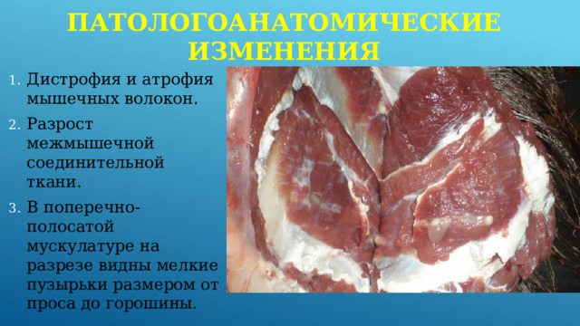 Патологоанатомические изменения Дистрофия и атрофия мышечных волокон. Разрост межмышечной соединительной ткани. В поперечно-полосатой мускулатуре на разрезе видны мелкие пузырьки размером от проса до горошины. 