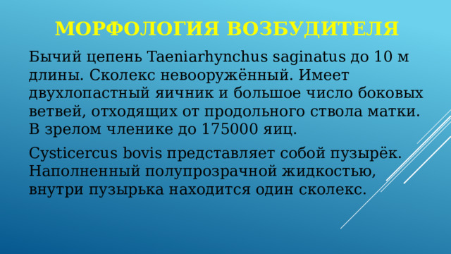 Морфология возбудителя Бычий цепень Taeniarhynchus saginatus до 10 м длины. Сколекс невооружённый. Имеет двухлопастный яичник и большое число боковых ветвей, отходящих от продольного ствола матки. В зрелом членике до 175000 яиц. Cysticercus bovis представляет собой пузырёк. Наполненный полупрозрачной жидкостью, внутри пузырька находится один сколекс. 