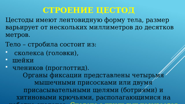 Строение цестод Цестоды имеют лентовидную форму тела, размер варьирует от нескольких миллиметров до десятков метров. Тело – стробила состоит из:  сколекса (головки), шейки члеников (проглоттид). Органы фиксации представлены четырьмя мышечными присосками или двумя присасывательными щелями (ботриями) и хитиновыми крючьями, располагающимися на хоботке сколекса. Сколекс с крючьями называется вооружённым, а без крючьев – невооружённым. 