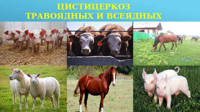 Цистицеркоз травоядных и всеядных 