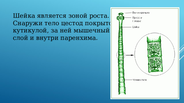 Шейка является зоной роста. Снаружи тело цестод покрыто кутикулой, за ней мышечный слой и внутри паренхима. 