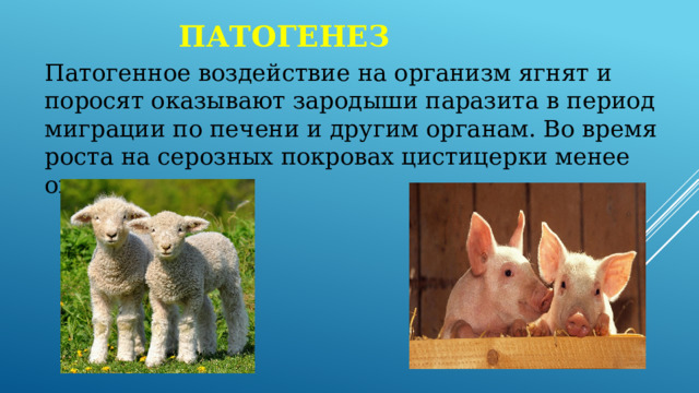 патогенез Патогенное воздействие на организм ягнят и поросят оказывают зародыши паразита в период миграции по печени и другим органам. Во время роста на серозных покровах цистицерки менее опасны. 