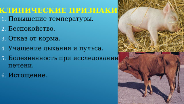 Клинические признаки Повышение температуры. Беспокойство. Отказ от корма. Учащение дыхания и пульса. Болезненность при исследовании печени. Истощение. 