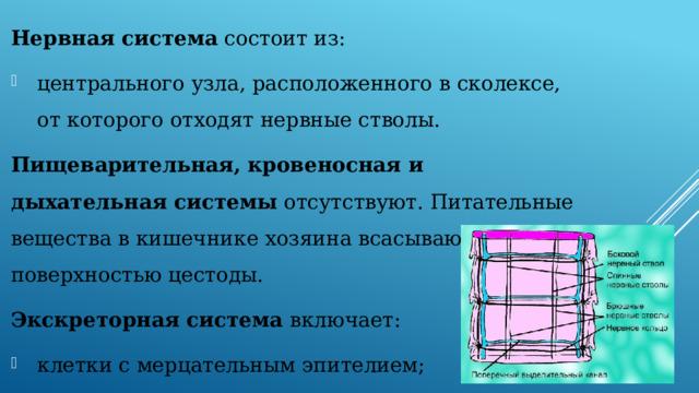 Нервная система состоит из: центрального узла, расположенного в сколексе, от которого отходят нервные стволы. Пищеварительная, кровеносная и дыхательная системы отсутствуют. Питательные вещества в кишечнике хозяина всасываются всей поверхностью цестоды. Экскреторная система включает: клетки с мерцательным эпителием;  протоки. 