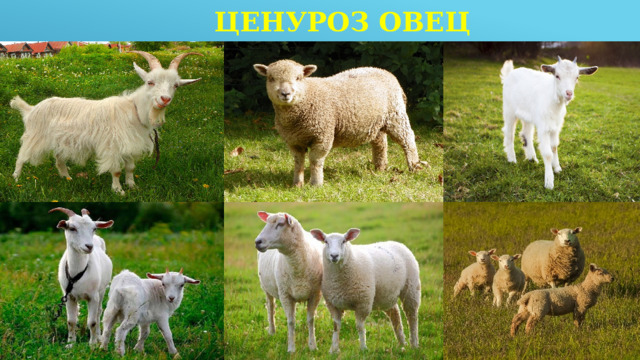 Ценуроз овец 