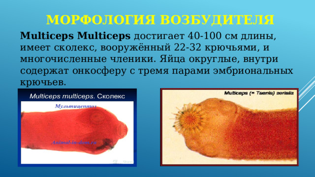 Морфология возбудителя Multiceps Multiceps достигает 40-100 см длины, имеет сколекс, вооружённый 22-32 крючьями, и многочисленные членики. Яйца округлые, внутри содержат онкосферу с тремя парами эмбриональных крючьев. 