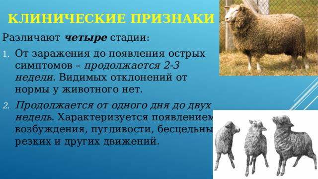 Клинические признаки Различают четыре стадии: От заражения до появления острых симптомов – продолжается 2-3 недели . Видимых отклонений от нормы у животного нет. Продолжается от одного дня до двух недель . Характеризуется появлением возбуждения, пугливости, бесцельных резких и других движений. 