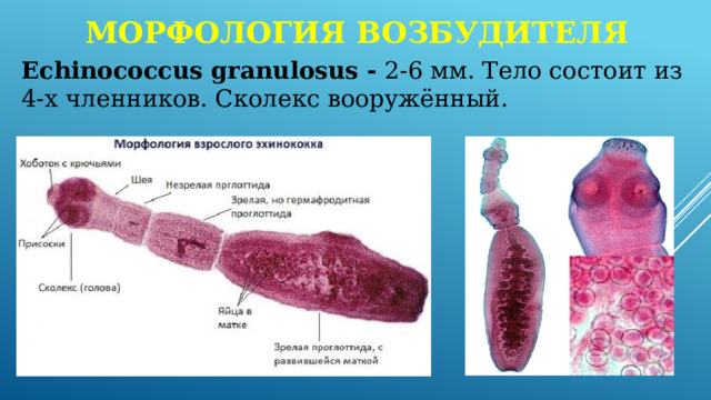 Морфология возбудителя Echinococcus granulosus - 2-6 мм. Тело состоит из 4-х членников. Сколекс вооружённый. 