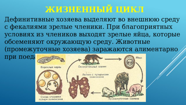 Жизненный цикл Дефинитивные хозяева выделяют во внешнюю среду с фекалиями зрелые членики. При благоприятных условиях из члеников выходят зрелые яйца, которые обсеменяют окружающую среду. Животные (промежуточные хозяева) заражаются алиментарно при поедании яиц с кормом и водой. 