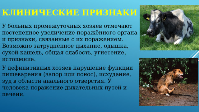 Клинические признаки У больных промежуточных хозяев отмечают постепенное увеличение поражённого органа и признаки, связанные с их поражением. Возможно затруднённое дыхание, одышка, сухой кашель, общая слабость, угнетение, истощение. У дефинитивных хозяев нарушение функции пищеварения (запор или понос), исхудание, зуд в области анального отверстия. У человека поражение дыхательных путей и печени. 