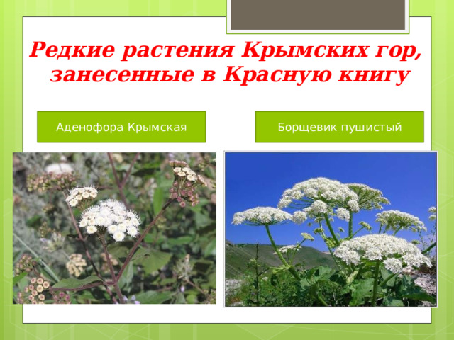Редкие растения Крымских гор,  занесенные в Красную книгу Аденофора Крымская Борщевик пушистый 