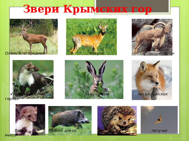 Звери Крымских гор       Олень благородный Косуля муфлон          куница крымская заяц – русак лиса крымская горная        Ласка свинья дикая ёж летучая мышь 