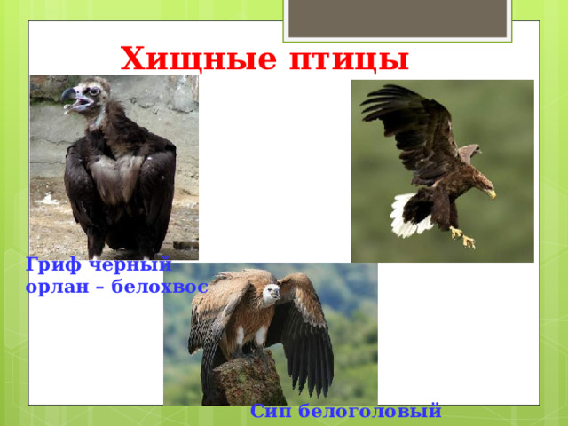 Хищные птицы       Гриф черный орлан – белохвос    Сип белоголовый 