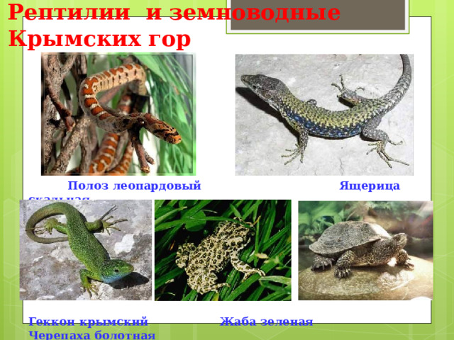 Рептилии и земноводные Крымских гор         Полоз леопардовый Ящерица скальная         Геккон крымский Жаба зеленая Черепаха болотная 