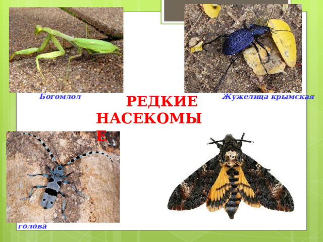      Богомлол Жужелица крымская             Усач альпийский Бражник- мертвая голова  Редкие Насекомые 
