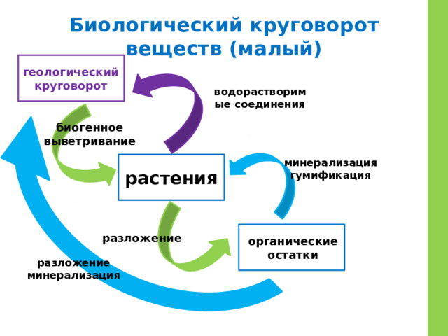 Биологический круговорот веществ (малый) геологический круговорот водорастворимые соединения биогенное выветривание минерализация гумификация растения разложение органические остатки разложение минерализация 