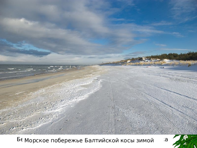 Берег Самбийского полуострова близ Светлогорска  Морское побережье Балтийской косы зимой  