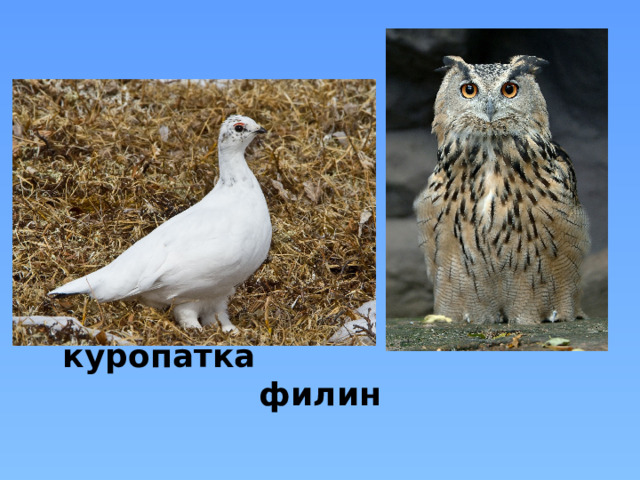 куропатка филин 