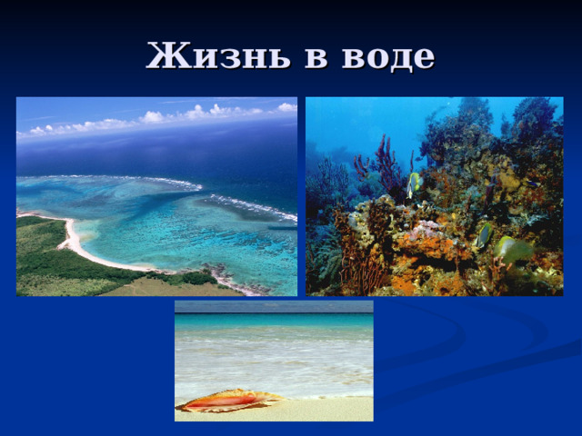 Жизнь в воде 