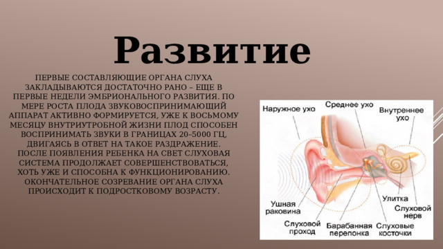Развитие Первые составляющие органа слуха закладываются достаточно рано – еще в первые недели эмбрионального развития. По мере роста плода звуковоспринимающий аппарат активно формируется, уже к восьмому месяцу внутриутробной жизни плод способен воспринимать звуки в границах 20–5000 Гц, двигаясь в ответ на такое раздражение.  После появления ребенка на свет слуховая система продолжает совершенствоваться, хоть уже и способна к функционированию. Окончательное созревание органа слуха происходит к подростковому возрасту. 