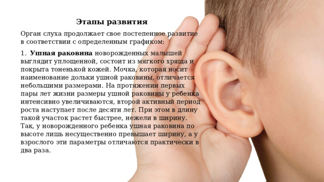 Этапы развития Орган слуха продолжает свое постепенное развитие в соответствии с определенным графиком: 1.  Ушная раковина новорожденных малышей выглядит уплощенной, состоит из мягкого хряща и покрыта тоненькой кожей. Мочка, которая носит наименование дольки ушной раковины, отличается небольшими размерами. На протяжении первых пары лет жизни размеры ушной раковины у ребенка интенсивно увеличиваются, второй активный период роста наступает после десяти лет. При этом в длину такой участок растет быстрее, нежели в ширину. Так, у новорожденного ребенка ушная раковина по высоте лишь несущественно превышает ширину, а у взрослого эти параметры отличаются практически в два раза. 