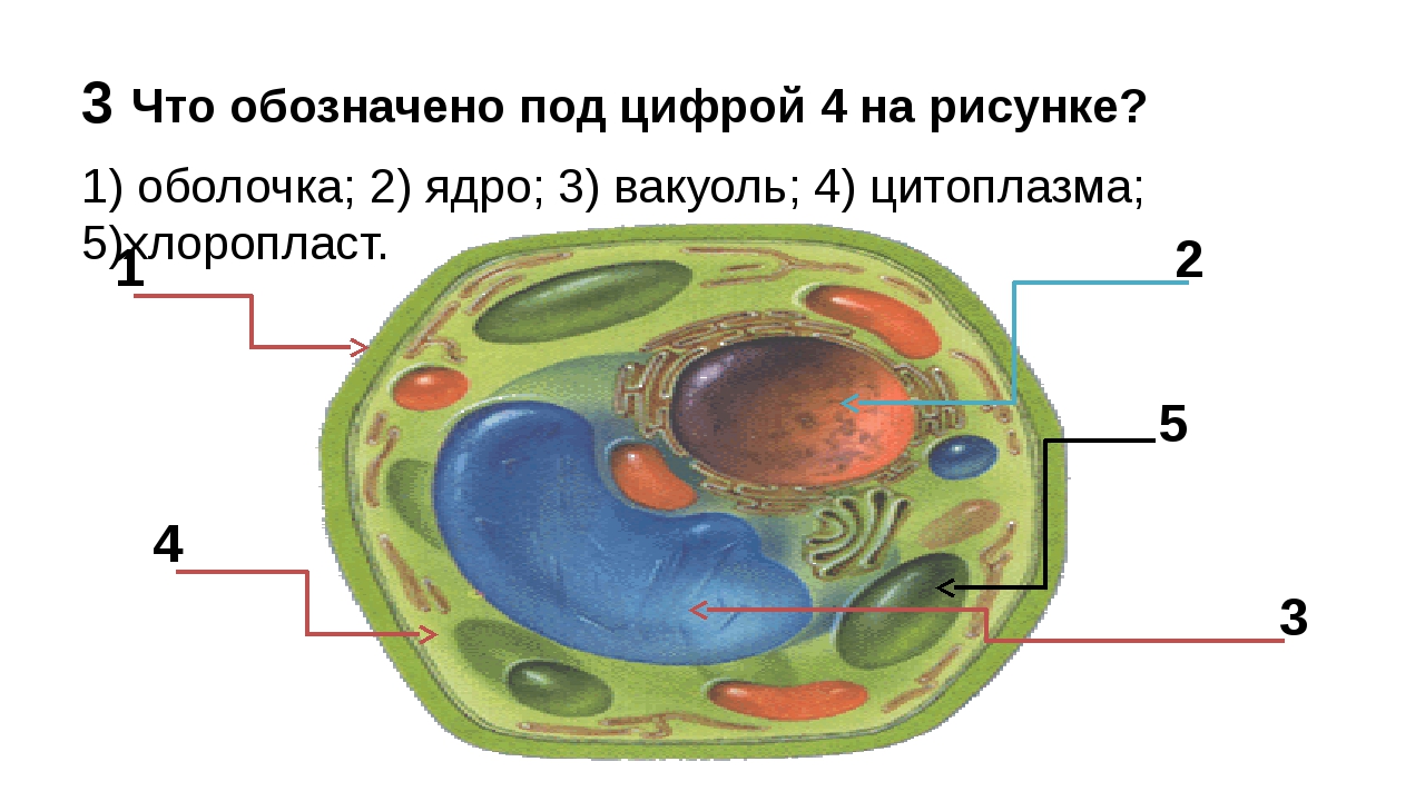 Рисунок биология 5 класс