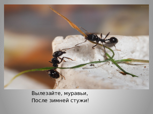 Вылезайте, муравьи, После зимней стужи! 