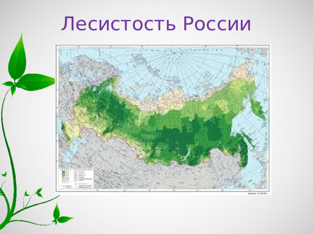 Презентация лесные зоны 8 класс полярная звезда