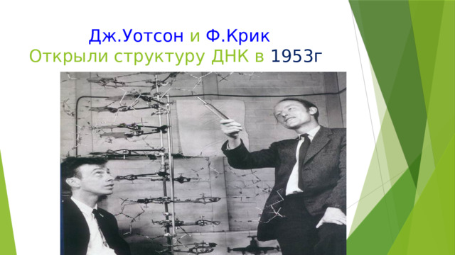  Дж.Уотсон и Ф.Крик  Открыли структуру ДНК в 1953г 