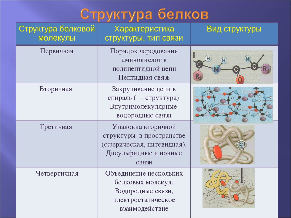 Рассмотрите схему участка первичной структуры молекулы белка какой цифрой обозначена пептидная связь