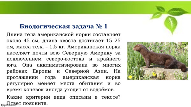  Биологическая задача № 1 Длина тела американской норки составляет около 45 см, длина хвоста достигает 15–25 см, масса тела – 1,5 кг. Американская норка населяет почти всю Северную Америку за исключением северо-востока и крайнего юга. Она акклиматизирована во многих районах Европы и Северной Азии. На протяжении года американская норка регулярно меняет места обитания и во время кочевок иногда уходит от водоёмов. Какие критерии вида описаны в тексте? Ответ поясните. 