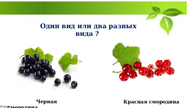  Один вид или два разных вида ?  Черная смородина Красная смородина 
