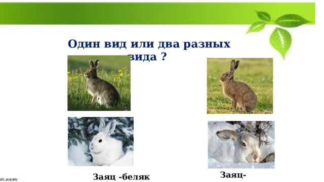  Один вид или два разных вида ? Заяц-русак  Заяц -беляк 