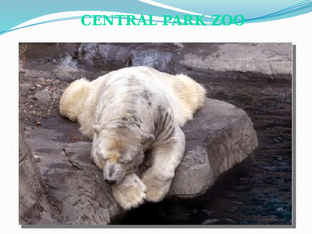 Central Park Zoo  