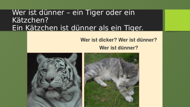 Wer ist dünner – ein Tiger oder ein Kätzchen?  Ein Kätzchen ist dünner als ein Tiger. 