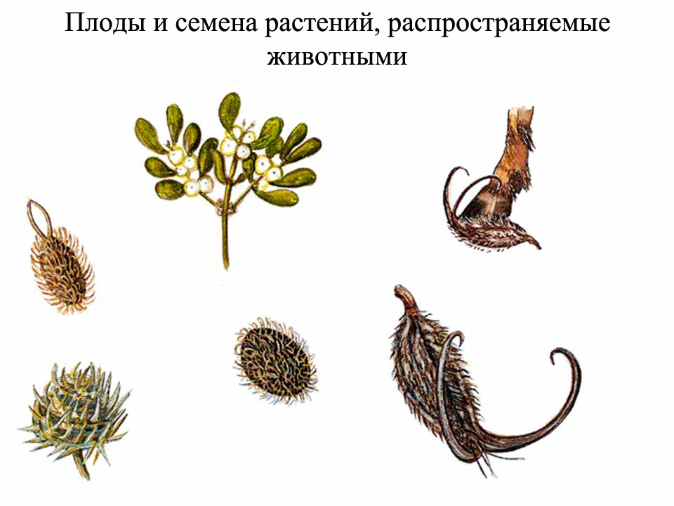 Животные которые питаются семенами растений