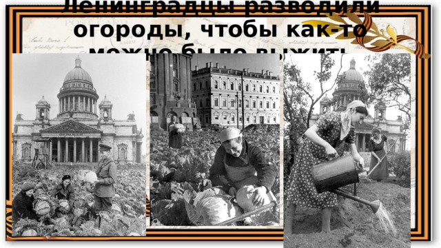 Ленинградцы разводили огороды, чтобы как-то можно было выжить 
