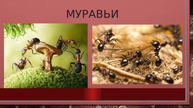 муравьи 